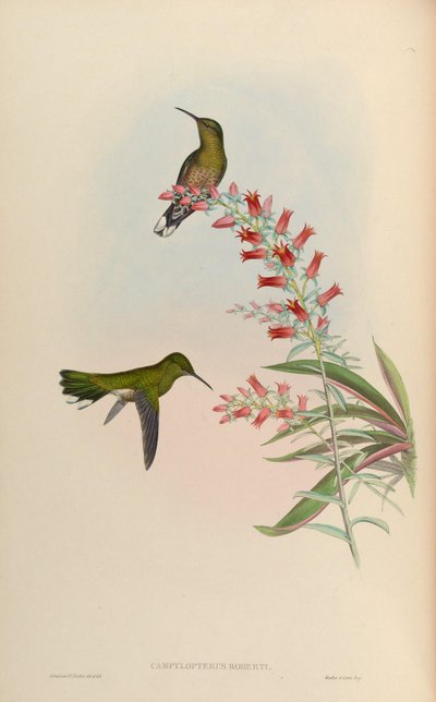 Phaeochroa cuvierii roberti by John Gould